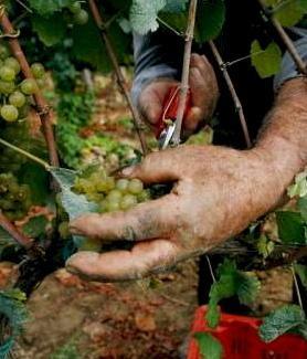 Avremo un vino di grande qualità 