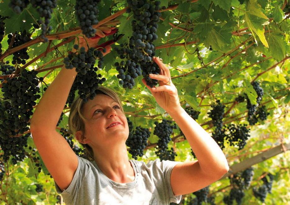 Vendemmia già al via preludio di un’annata con vini da favola 