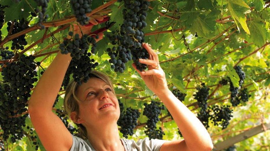 Vendemmia già al via preludio di un’annata con vini da favola