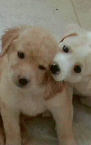 Cani in gara: premi per l’abilità, la bellezza e la simpatia 