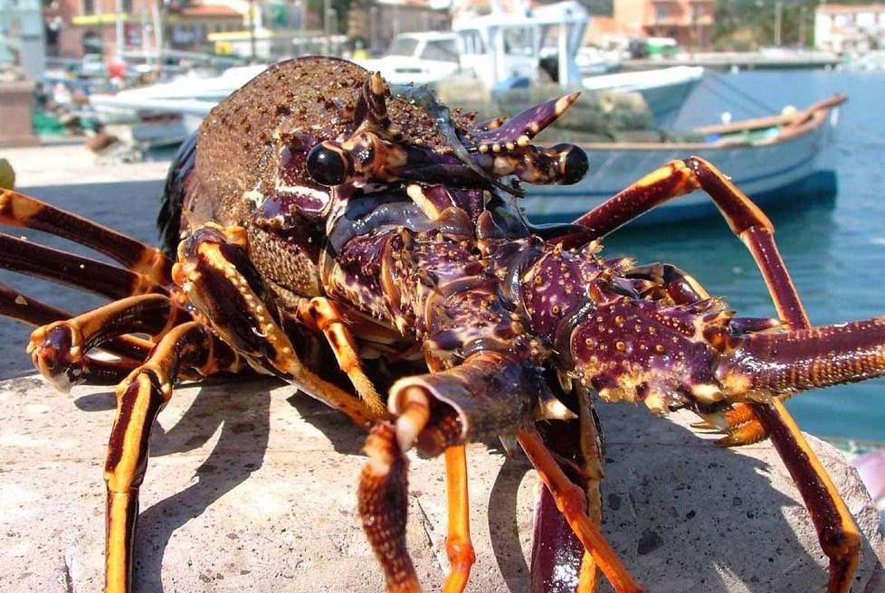 Aragosta, scatta il fermo: a settembre pesca vietata