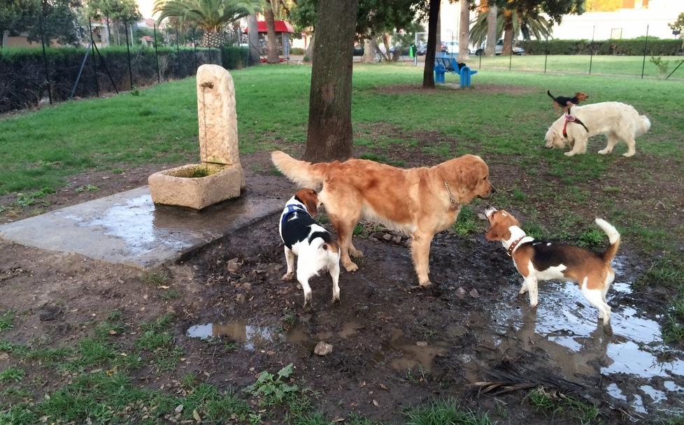 Gli spazi destinati ai cani troppo piccoli e mal tenuti 
