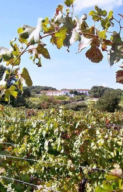 Il rilancio dell’agricoltura a “km 0” 