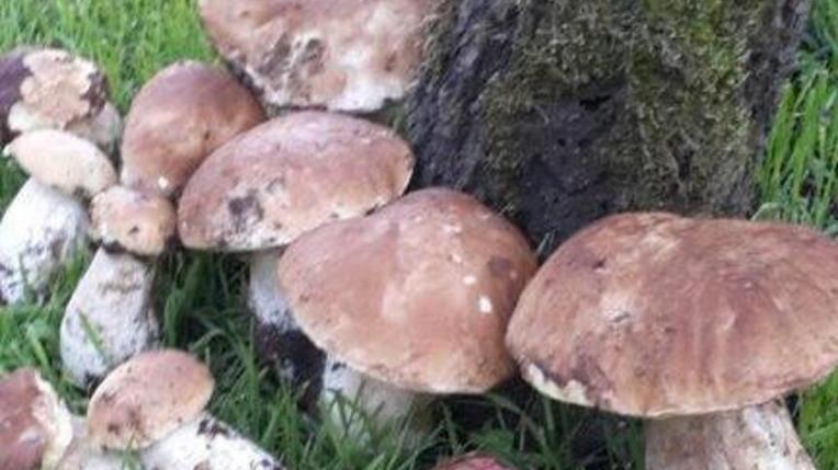 Agosto di piogge e caldo È un’esplosione di porcini