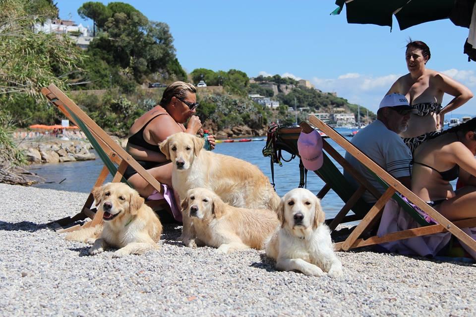 Una famiglia di Golden Retriver sulla spiaggia di Cala di Mola