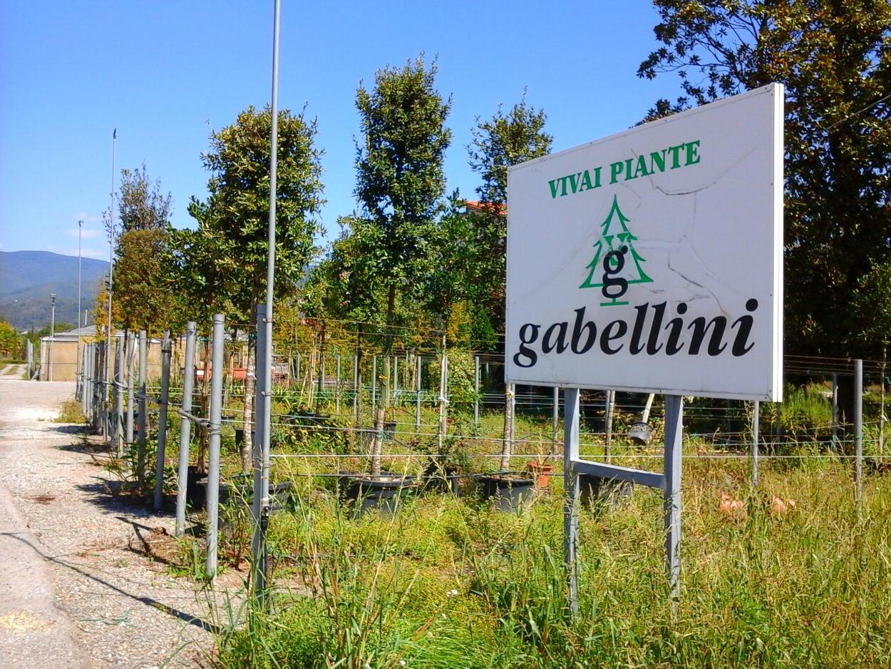 La sede dei Vivai Gabellini (foto Gori)