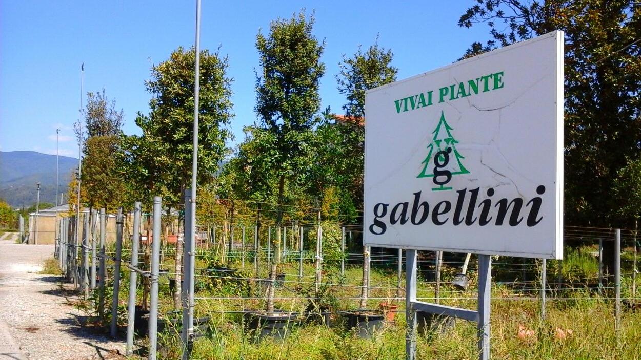 La sede dei Vivai Gabellini (foto Gori)