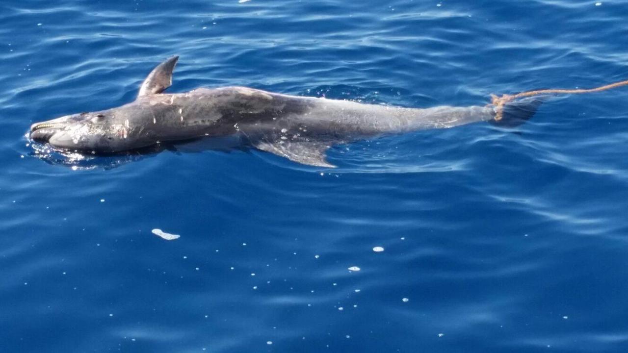 La carcassa di delfino a largo del parco di Rimigliano