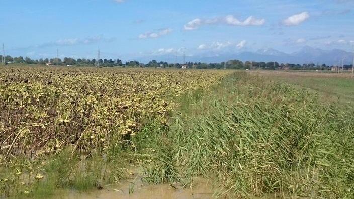 I raccolti a rischio: «I fossi mai puliti, noi ancora sott’acqua»