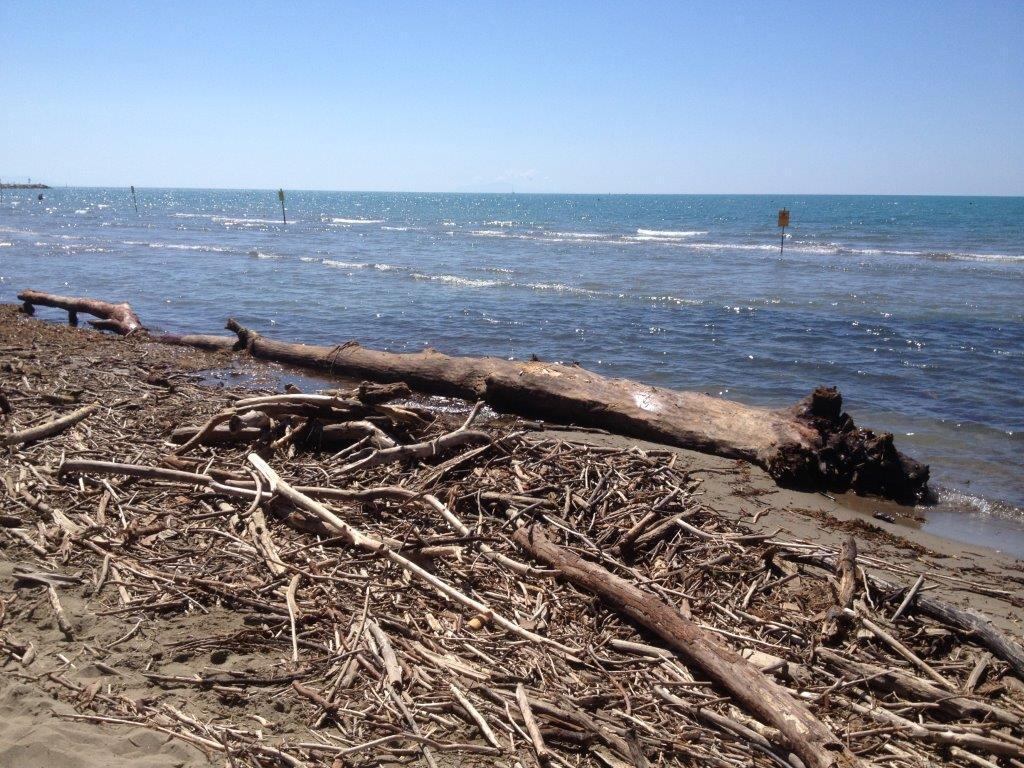 Tronco spiaggiato a Marina di Grosseto