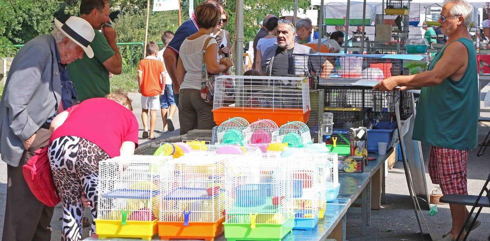 Torna la gara canora tra uccelli silvani al Parco della Rana 
