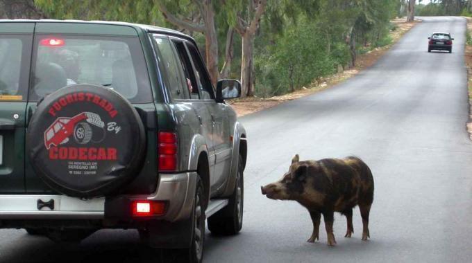 Cinghiale sulla strada