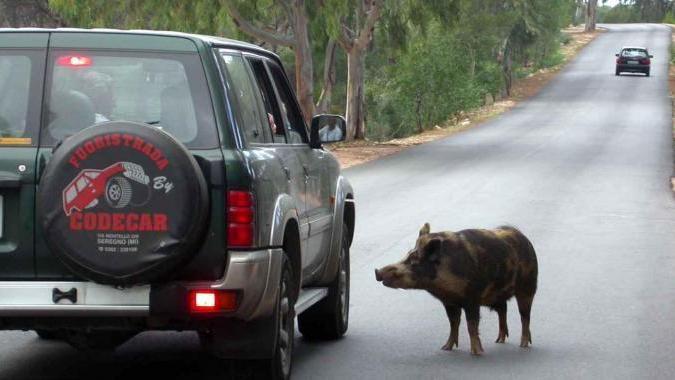 Cinghiale sulla strada