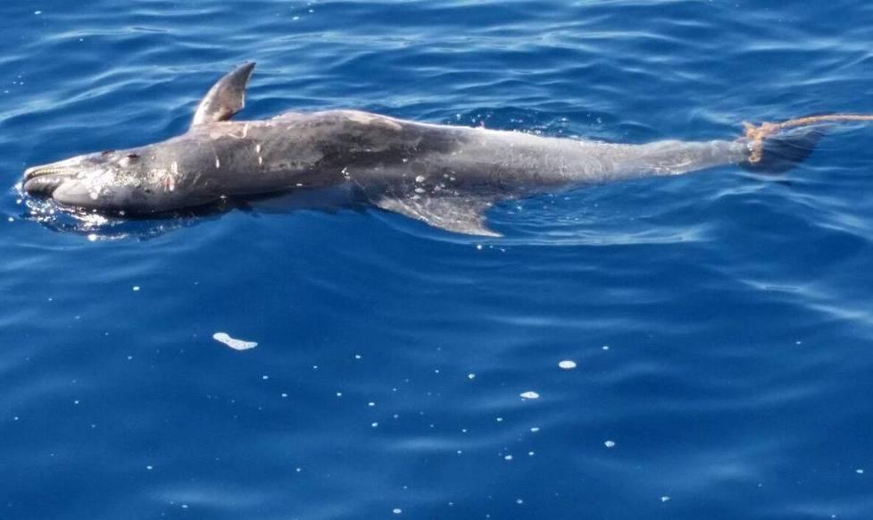 Trovata a largo di Rimigliano la carcassa di un delfino