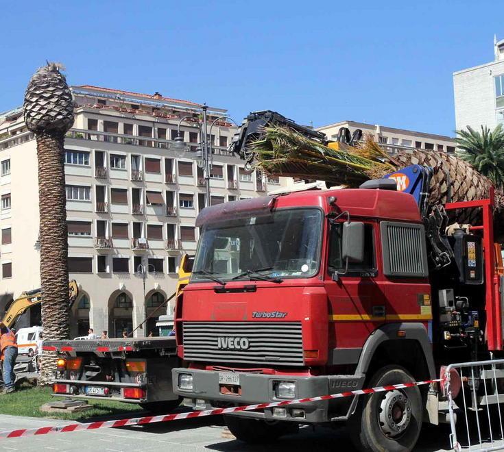 Sostituita la palma morta nel cuore di piazza Grande