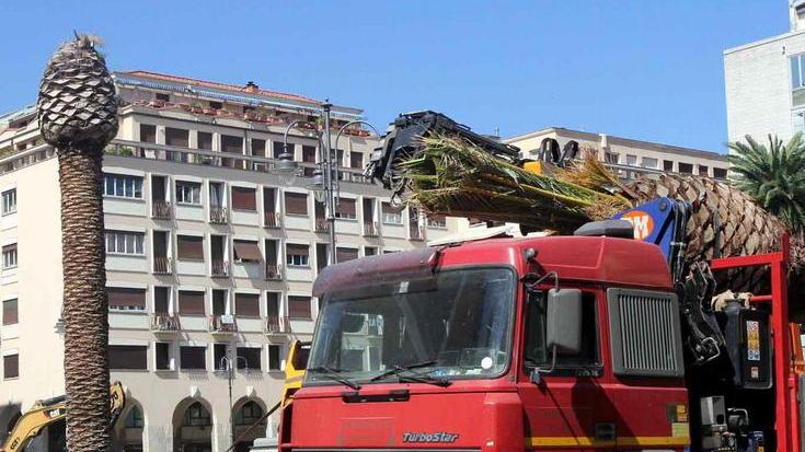 Sostituita la palma morta nel cuore di piazza Grande