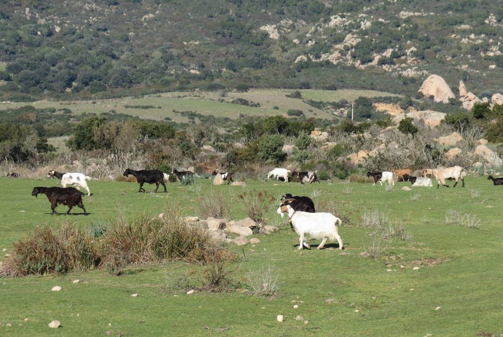 «La legge sulle aree destinate a pascolo va modificata» 