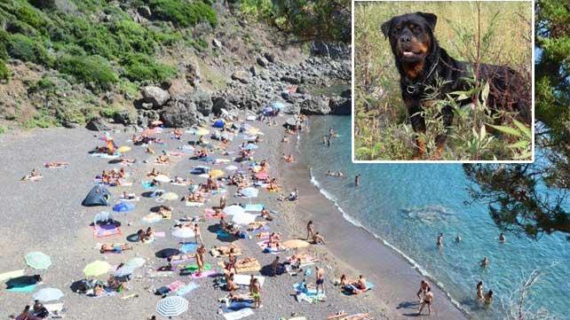 Cala del Leone e nel riquadro il cane che ha morso il bambino