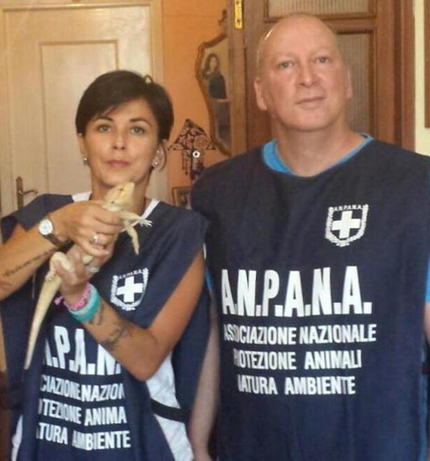 Drago barbuto trovato a spasso nel distributore