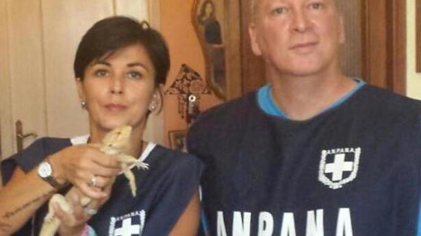 Drago barbuto trovato a spasso nel distributore