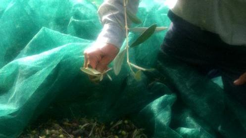 Olive, raccolti a rischio ma non solo per le mosche