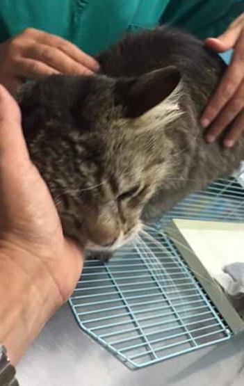 Gatto Spillo torna a casa dopo tre mesi grazie a un veterinario di Arcidosso 