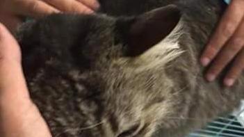 Gatto Spillo torna a casa dopo tre mesi grazie a un veterinario di Arcidosso
