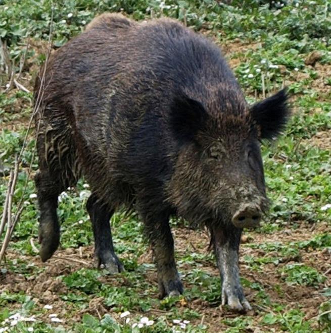 «Troppi animali selvatici, la soluzione è mangiarli» 