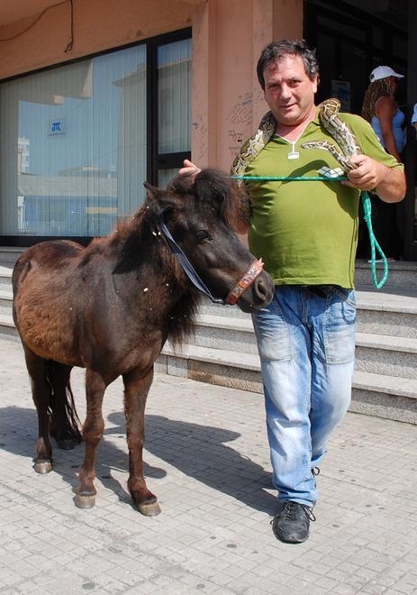 Coppia di animalisti accusa il Circo sardo, rissa a San Pantaleo 