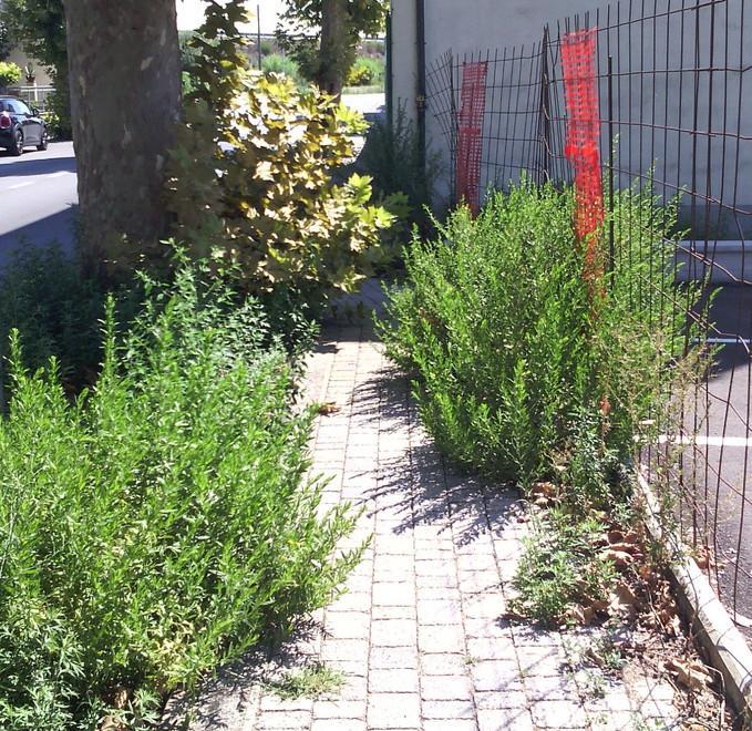 Marciapiede come una giungla a San Pierino