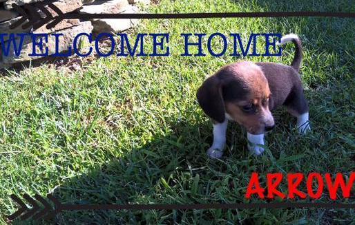 Si chiama Arrow il cucciolo di Petway 