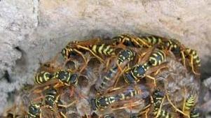 Caldo e vento: tre interventi per invasioni di vespe
