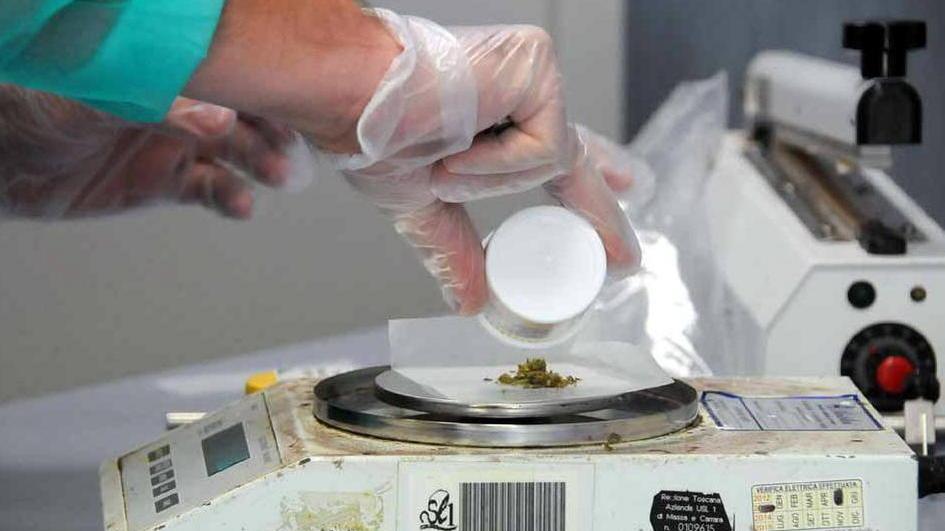 La terapia del dolore con la cannabis: Asl Massa Carrara all'avanguardia