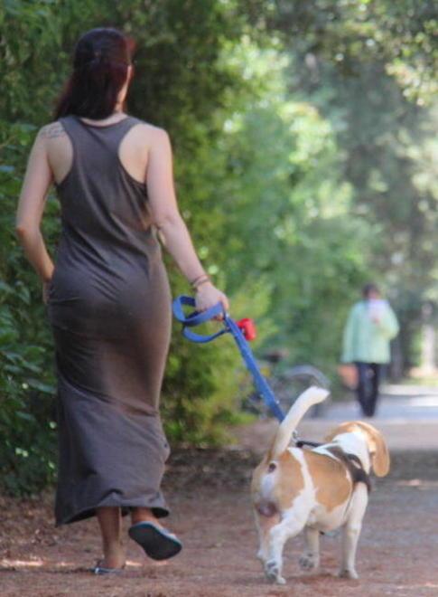 La proposta dell'assessore: museruola obbligatoria per i cani più pericolosi 
