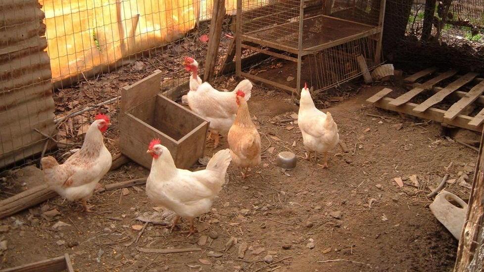 Per un furto di 5 galline deve pagare 15mila euro