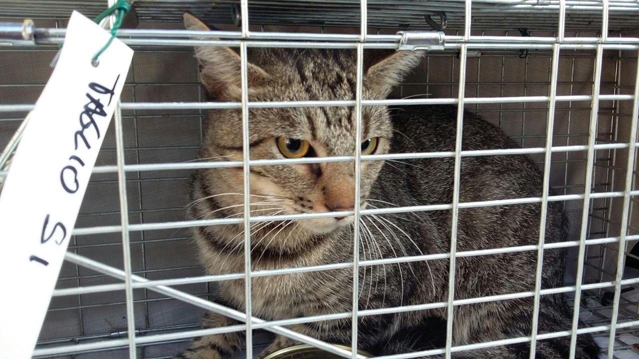 Il gatto salvato nel Cessana a Borgo a Buggiano