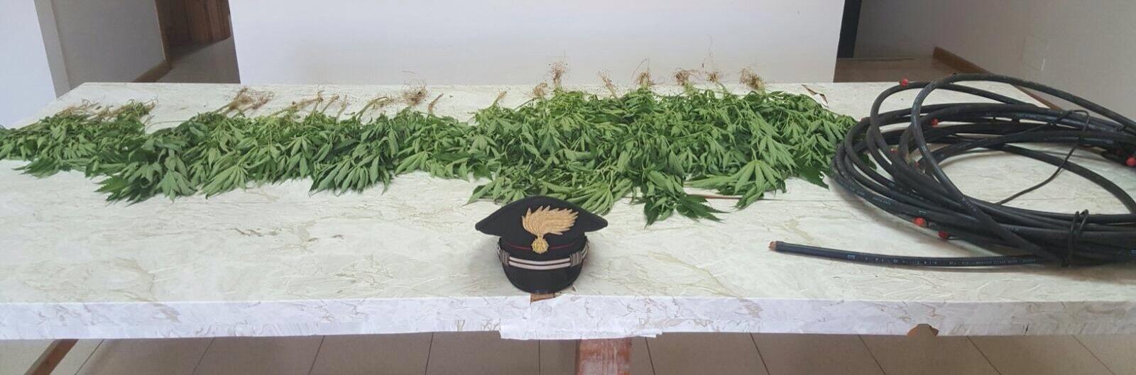 Villamassargia, nel suo terreno coltivava 40 piante di marijuana 