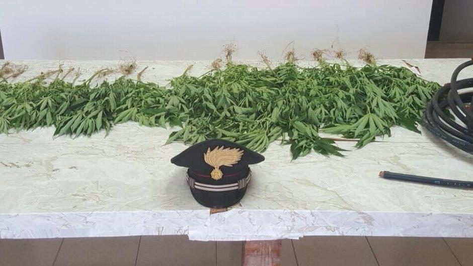 Villamassargia, nel suo terreno coltivava 40 piante di marijuana 