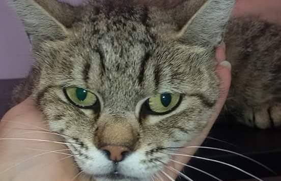 I cuccioli non ce l’hanno fatta ma a mamma gatta ora serve una casa 