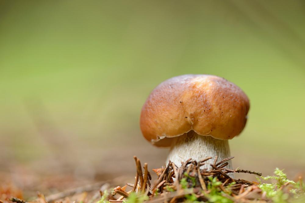 Porcino, che passione: ma occhio al patentino. Mandateci le foto dei vostri funghi 