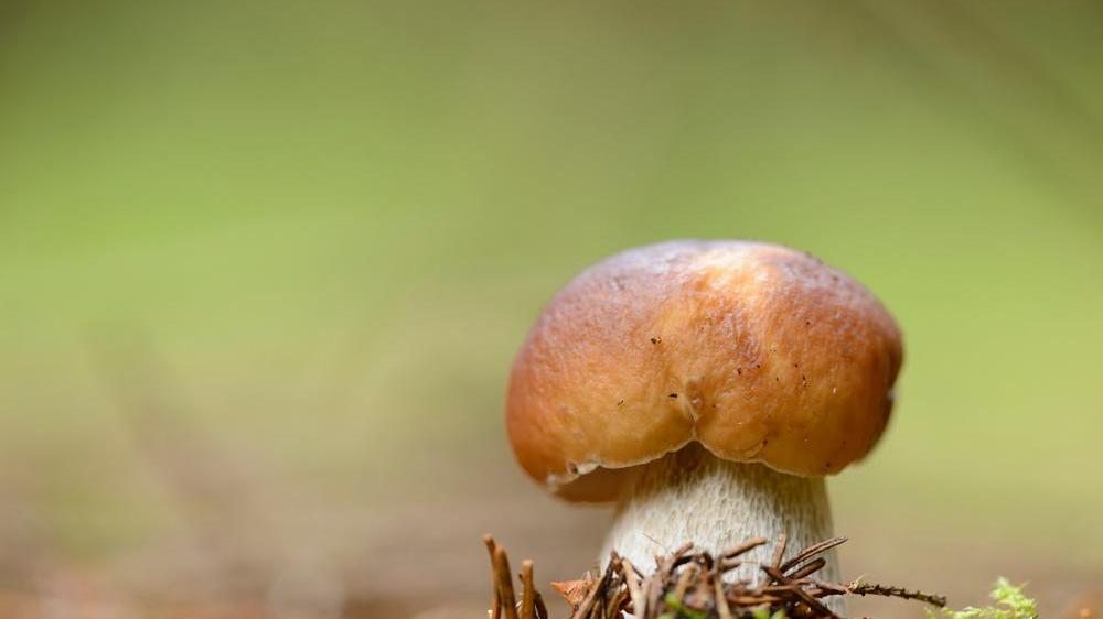 Porcino, che passione: ma occhio al patentino. Mandateci le foto dei vostri funghi