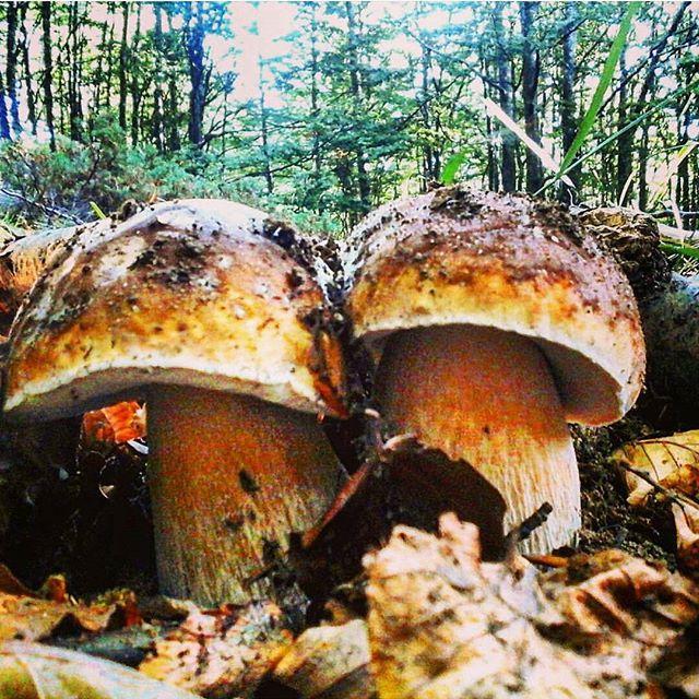 Tantissimi funghi sull’Appennino reggiano