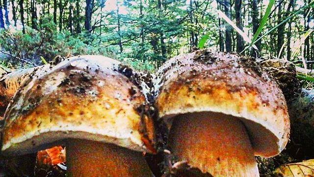 Tantissimi funghi sull’Appennino reggiano