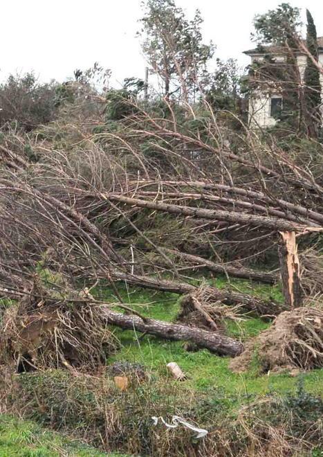 Ancora senza alberi il Parco Pertini a 6 mesi dalla bufera 