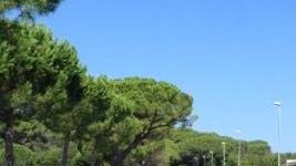 Accerchiate e insultate le gattare di Castagneto