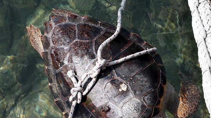 Trova tartaruga morta Interviene la capitaneria