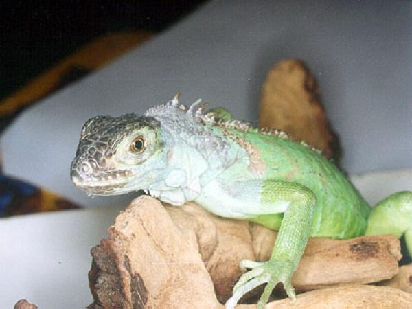 Oristano, iguana rompe la zanzariera e scappa da un’abitazione 