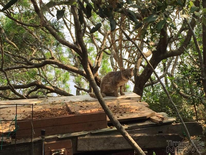 La colonia felina dell'Enfola