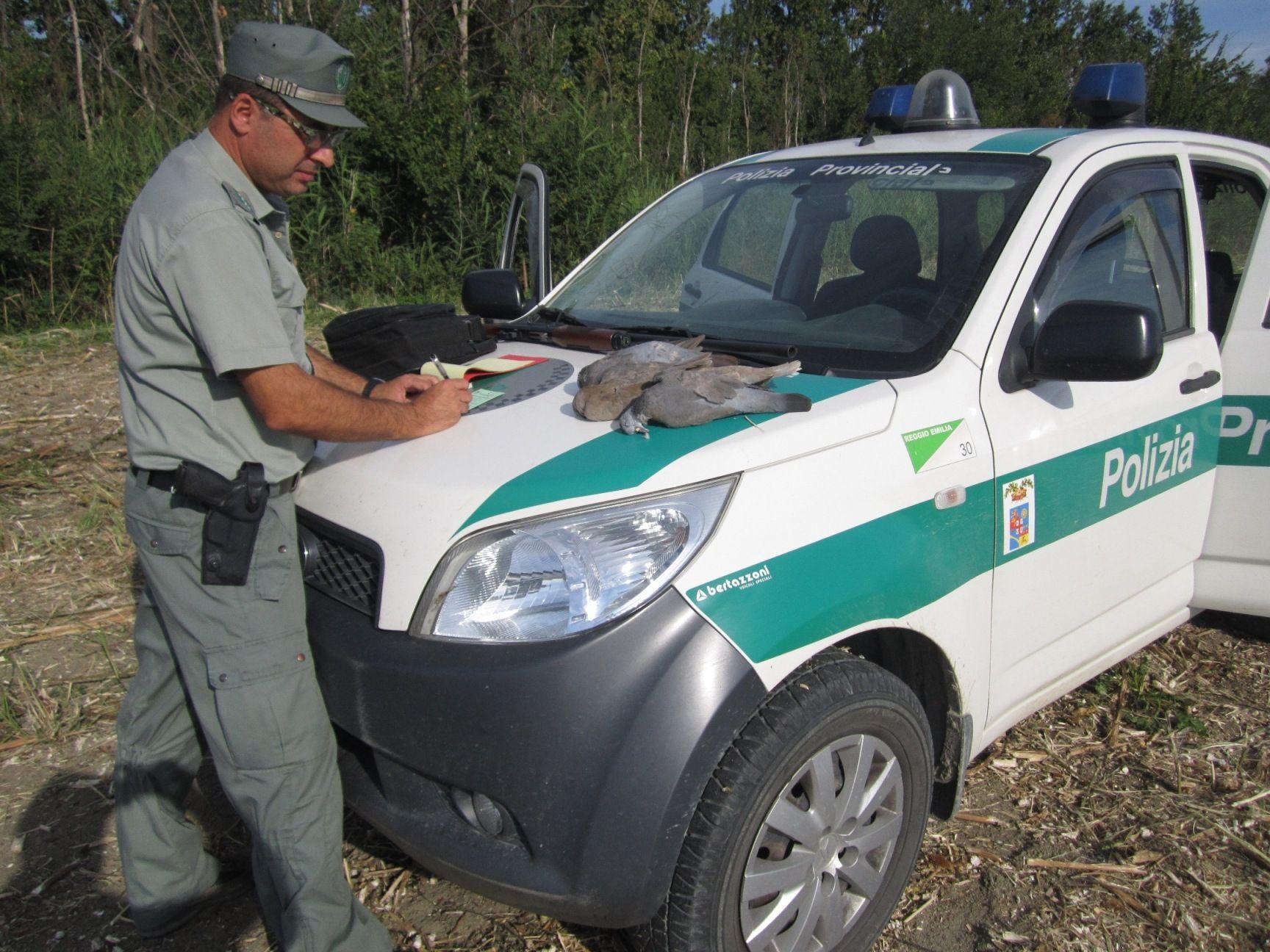 Caccia tortore dal collare orientale: denunciato