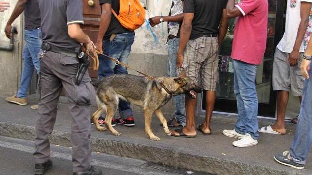 Uno dei cani pastori mentre fiuta i sospettati (foto Batavia)